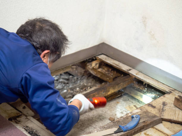 Best Toxic Mold Removal  in Country Lake Estates, NJ