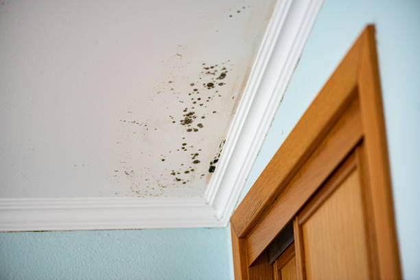 Best Local Mold Removal Service  in Country Lake Estates, NJ